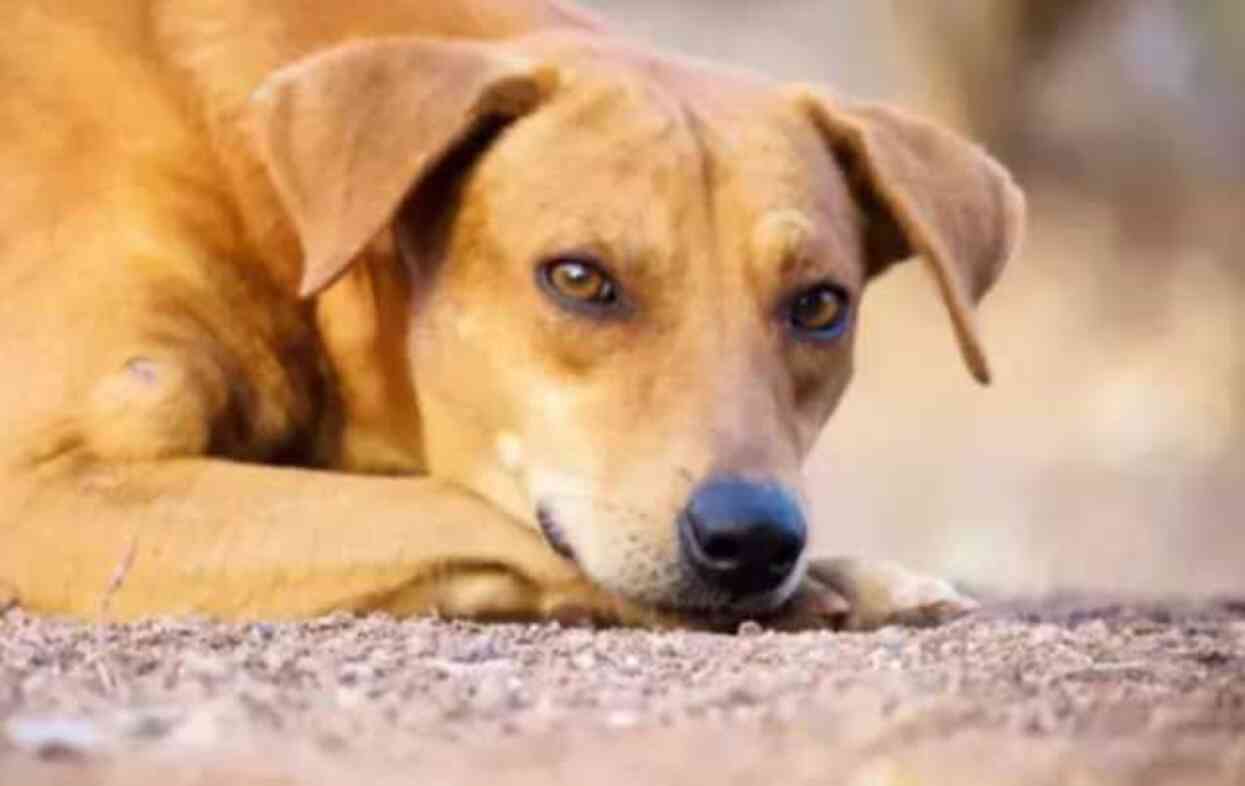 Köpekler uyutulacak mı? Sokak köpekleri neden, nasıl uyutulacak? Köpeklerin uyutulması nedir, nasıl yapılır?