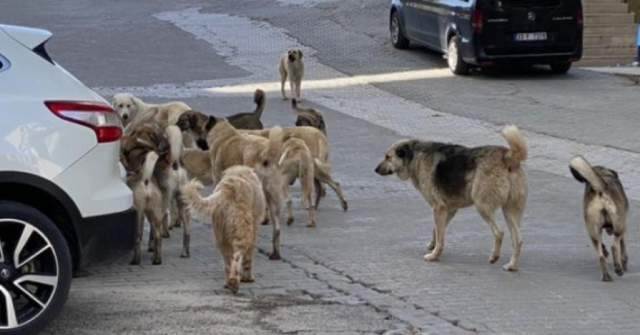 Türkiye'de ne kadar sahipsiz köpek var? Türkiye'de kaç tane sokak köpeği var?