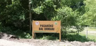 Yığılca'da Orman Köylüleri İçin Yeni Bal Ormanı Oluşturuldu