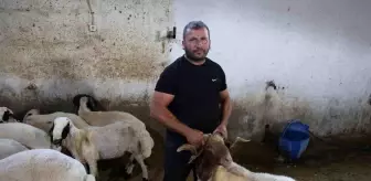 Kahramanmaraş'ta Başıboş Köpek Sürüsü Çiftlikte Faciaya Yol Açtı