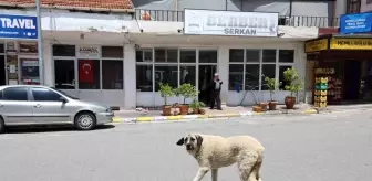 Kapadokya'da Artan Sokak Köpekleri Turistleri Tehdit Ediyor