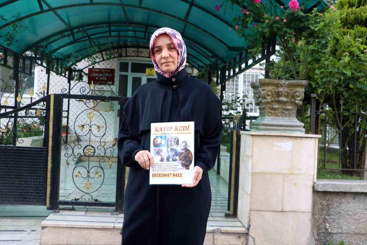 Sivas'ta Kaybolan Kedi İçin Ödül Verilecek