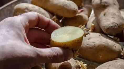 Patatesteki 'solanin' tehlikesi! Solanin zehirlenmesi nasıl olur? Patatesteki 'solanin' tehlikesi! Solanin zehirlenmesi nasıl olur?