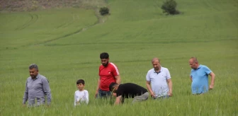 Sivas'ın Zara ilçesinde tarım arazilerinde pas hastalığı tespit edildi