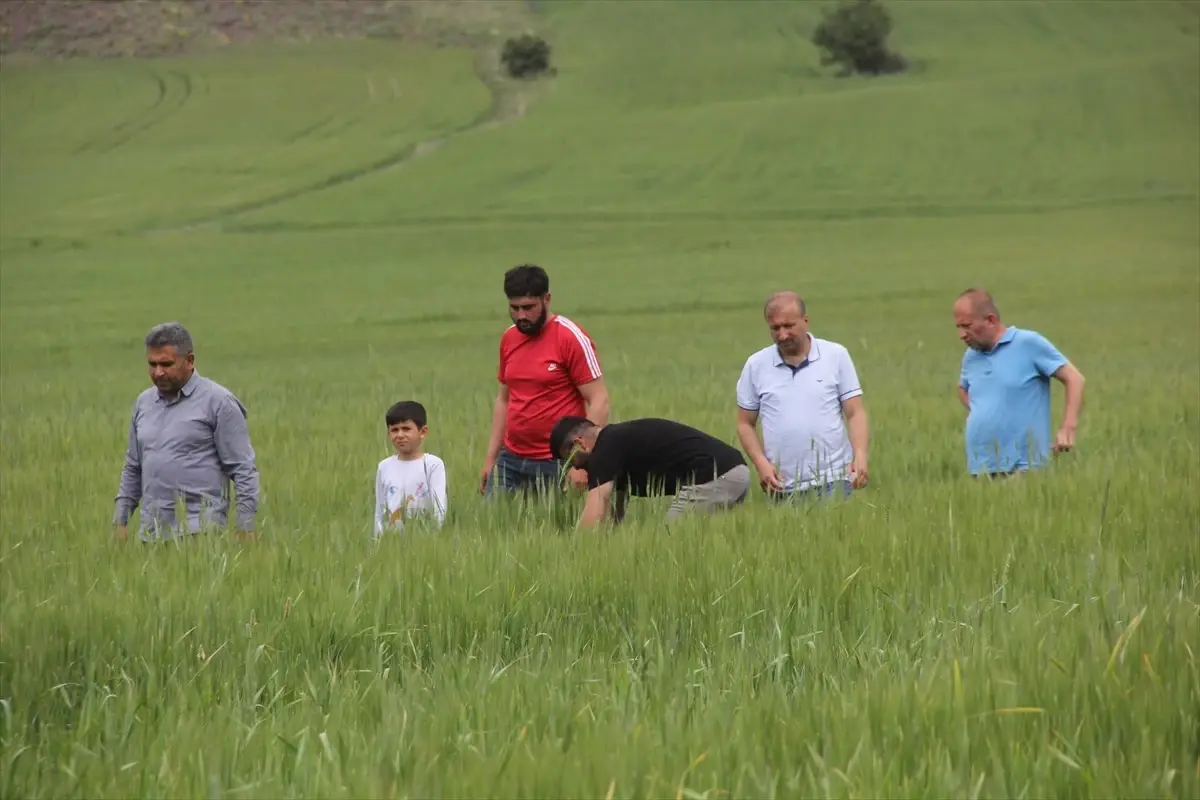 Sivas'ın Zara ilçesinde tarım arazilerinde pas hastalığı tespit edildi