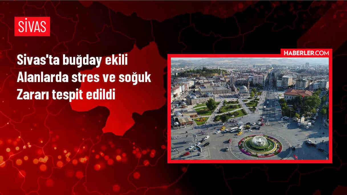Sivas'ta Buğday Ekili Alanlarda Stres ve Soğuk Zararı Tespiti Yapıldı