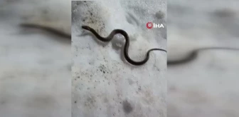 Van'da zehirli kocabaş engerek yılanı görüntülendi