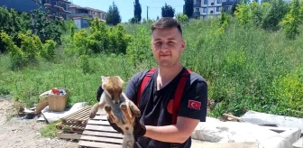 Yalova'da Bodruma Giren Tilki İtfaiye Tarafından Kurtarıldı
