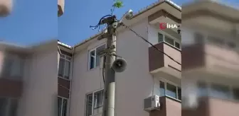 Elektrik direğinin tepesinde ağaç filizlendi