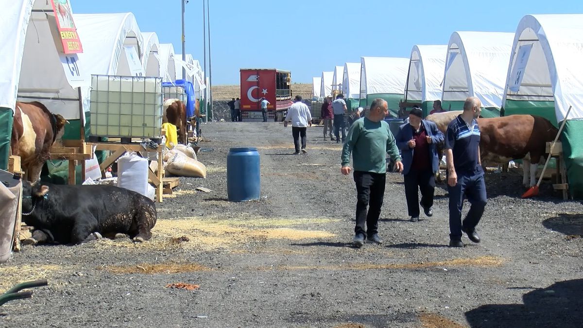 İstanbul'da kurbanlıklar görücüye çıktı