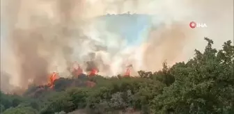 Manisa'nın Alaşehir ilçesinde çıkan yangına müdahale devam ediyor