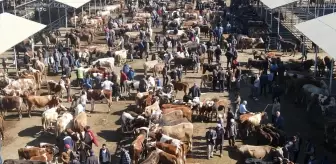 Şarkışla'da Kurbanlık Satışları Başladı