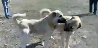 Erzincan'da Kangal köpekleri dövüştürülüyor