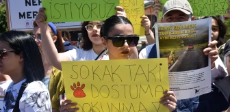 Sivas'ta Hayvanseverler Sokak Köpeklerinin Kısırlaştırılmasını İstedi