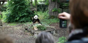 Pairi Daiza Hayvanat Bahçesi'nde dev panda Tian Bao'nun doğum günü kutlandı