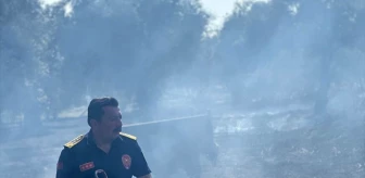 Aydın'da Zeytinlik Alanında Çıkan Yangın Kontrol Altına Alındı