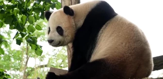 Belçika'daki Pairi Daiza Hayvanat Bahçesi'nde Panda Doğum Günü Kutlaması