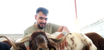 Elazığ'da Kurban Bayramı için kurbanlık hayvanlar görücüye çıktı