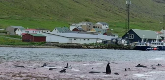 Faroe Adaları'nda 'grindadrap' sırasında 138 pilot balina köylüler tarafından katledildi