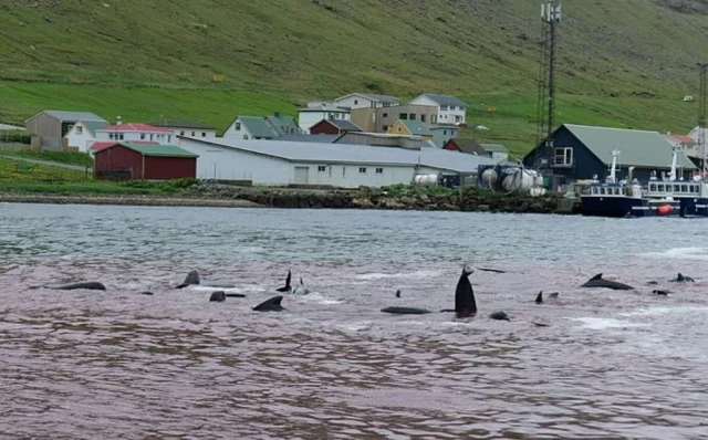 138 pilot whales were slaughtered by villagers during a 
