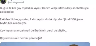 CHP Genel Başkanı Özgür Özel Rize'de Çay Hasadı Yaptı