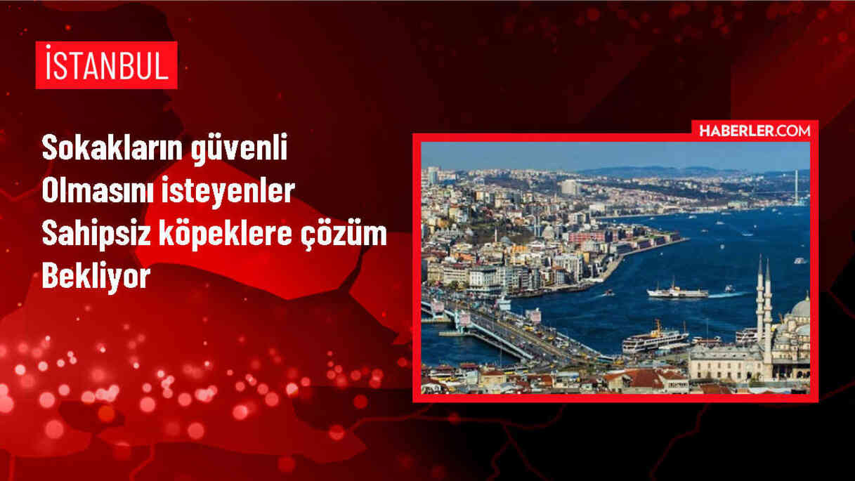 Türkiye'de Sahipsiz Köpek Sorunu: Köpek Saldırıları ve Kuduz Vakaları Artıyor