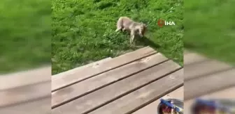 Tilkiyi elleriyle besledi