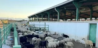 Malatya'da Veteriner Hekimden Kurbanlık Seçimi İle İlgili Öneriler