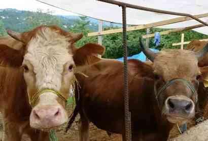 Kurban Bayramı hangi gün? AREFE GÜNÜ NE ZAMAN? İşte bayram tarihleri..