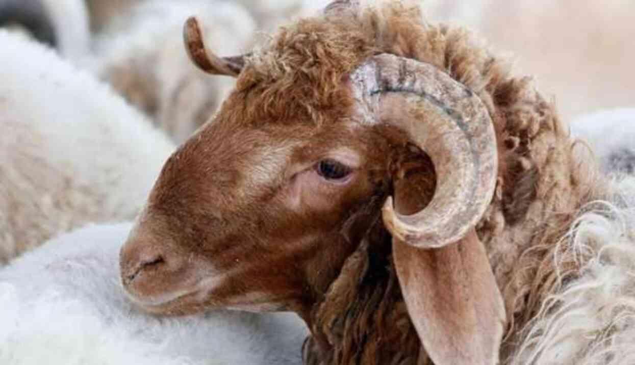 Arife günü hangi gün 2024? Arife günü ne zaman, hangi tarihe denk geliyor? Arife günü hangi gün 2024? Arife günü ne zaman, hangi tarihe denk geliyor?