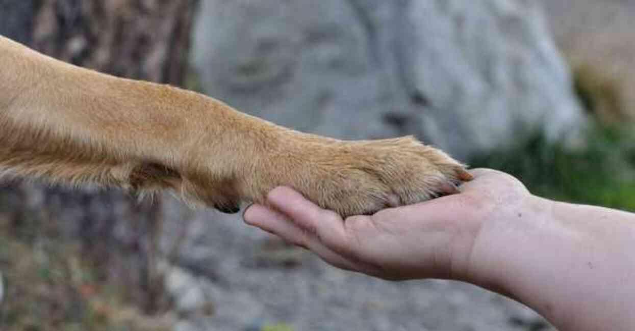 Bakırköy'de köpeğe cinsel istismar! Şahıs tutuklandı mı? Olay ne, nerede oldu?