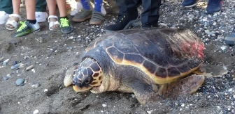 Mersin'de Tedavi Gören Deniz Kaplumbağası Denize Bırakıldı