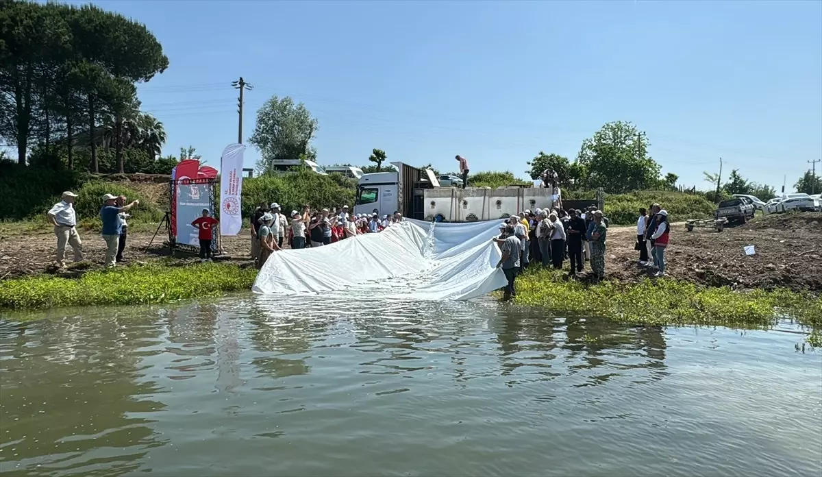 Samsun'da Mersin Balığı Yavruları Yeşilırmak'a Bırakıldı