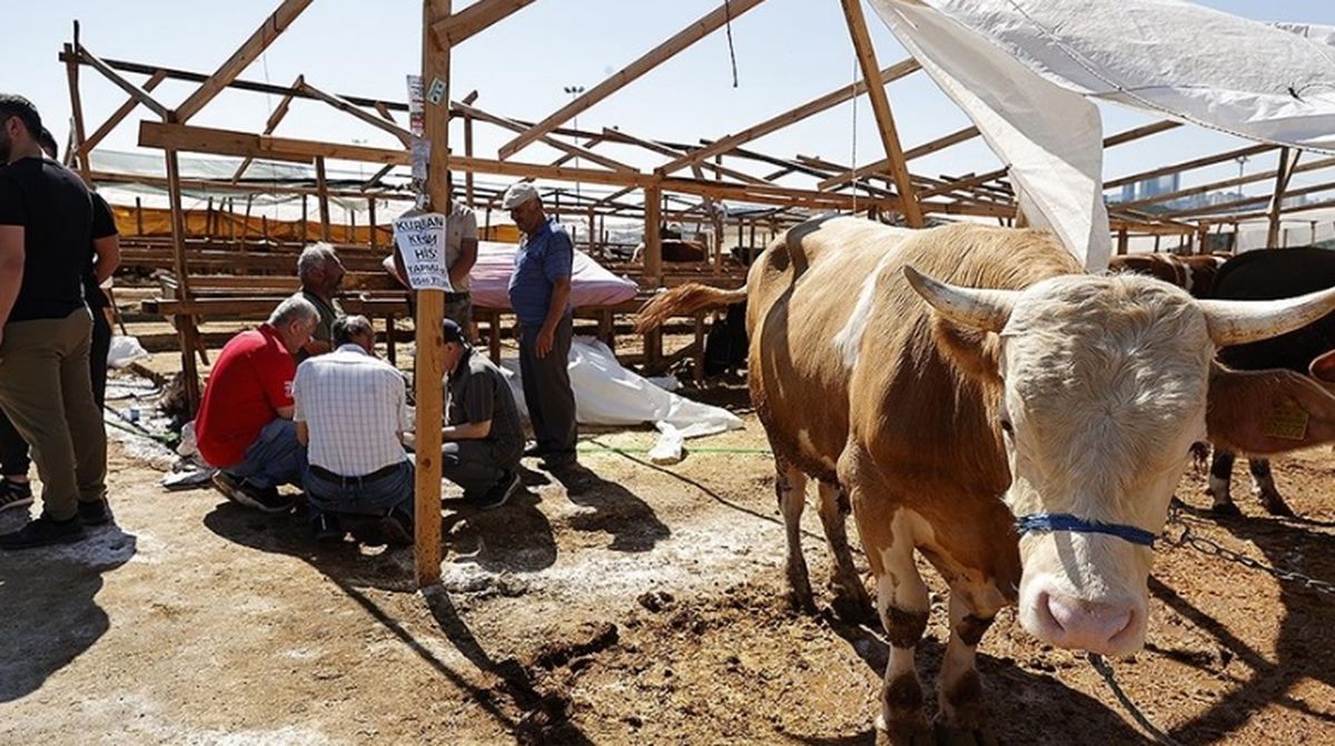 Tokat Kurban kesim ve satış yerleri 2024: Tokat'ta kurban pazarı nereye ve hangi ilçelere kuruluyor?