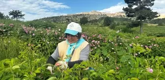 Isparta'da Gül Hasadı Devam Ediyor