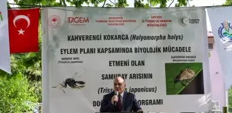 Artvin'de Kahverengi Kokarca ile Mücadelede Samuray Arıları Doğaya Salındı