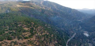 Aydın'ın Kuyucak ilçesindeki orman yangını kontrol altına alındı