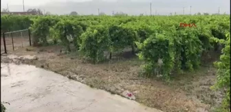 Alaşehir'de Yağmur ve Dolu Üzüm Bağlarına Zarar Verdi