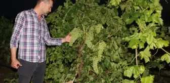 Manisa'da Sağanak ve Dolu Tarım Arazilerine Zarar Verdi