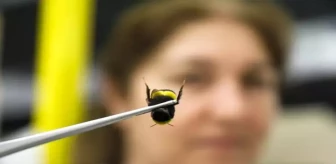 Antalya'dan 25 ülkeye 'bombus arısı' ihracatı