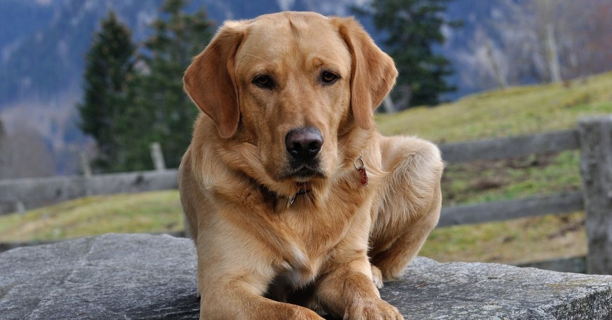 Buket Özgünlü Boyacı kimdir? 35 hasta köpeği Ankara'ya getiren Buket Özgünlü Boyacı tutuklandı mı?