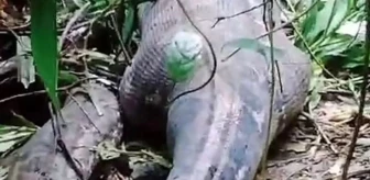 Endonezya'da kayıp 4 çocuk annesi kadın,6 metre uzunluğundaki piton yılanının karnında bulundu