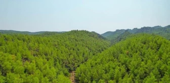 Antalya'da ormanlara giriş yasak mı? Ormanlara giriş yasağı ne zaman başlıyor, ne zaman bitiyor?