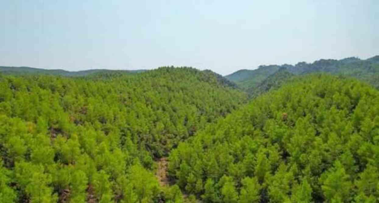 İzmir'de ormanlara giriş yasak mı? Ormanlara giriş yasağı ne zaman başlıyor, ne zaman bitiyor?