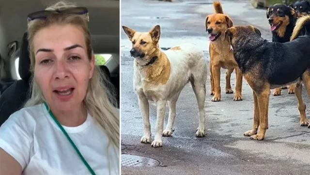 She had brought rabid dogs to Ankara! The woman who collected money for animals turned out to be a real estate tycoon.