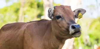 Kurban gece kesilir mi? Kurban kesimi en son ne zaman, saat kaça kadar kesilir?