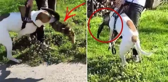 Ağızlıksız gezdirilen pitbull, önce kediye sonra sahibine saldırdı