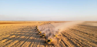 Ceylanpınar Tarım İşletmesi'nde Buğday Hasadı Sürüyor