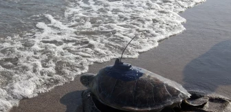 Mersin'de Uydu Takip Cihazı Takılan Kaplumbağalar Denizde Yolculuğa Çıktı