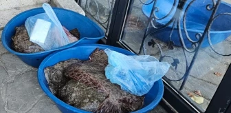 Sinop'ta Kaçak Avlanan 81 Kalkan Balığı Ele Geçirildi